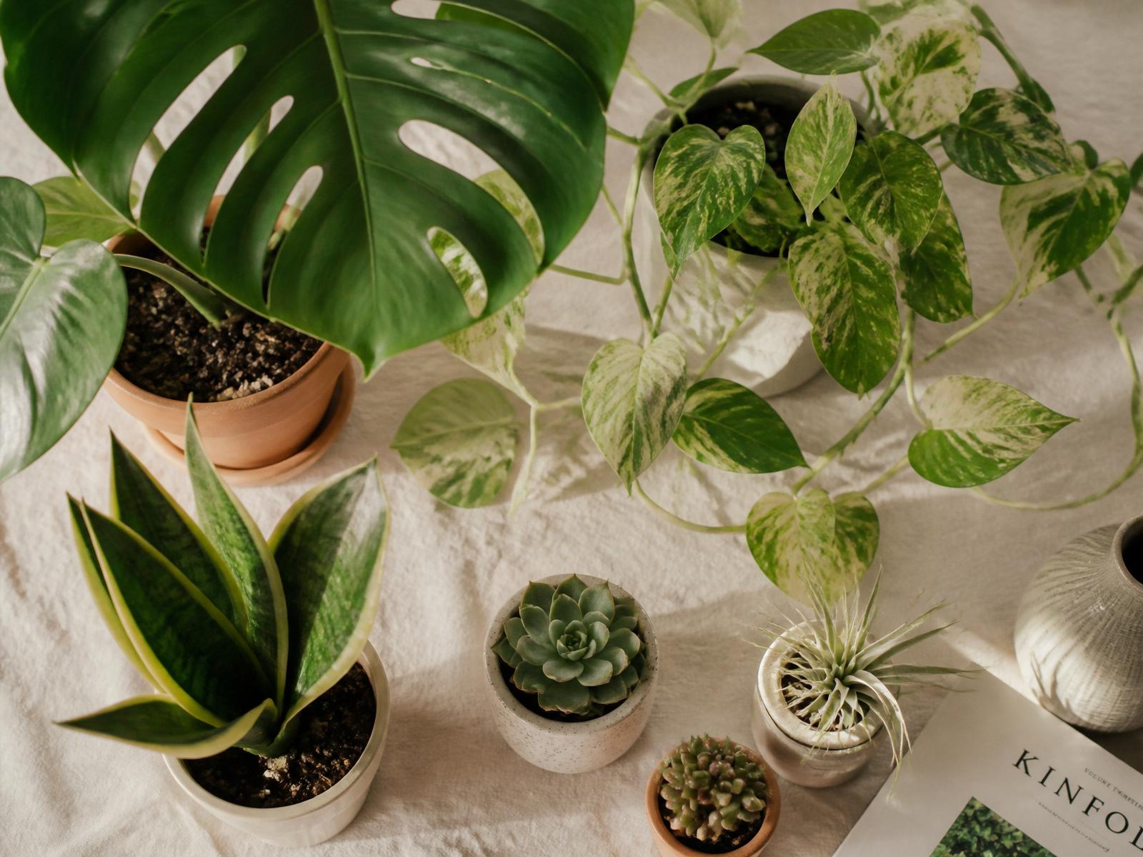 Overhead flat lay of houseplants